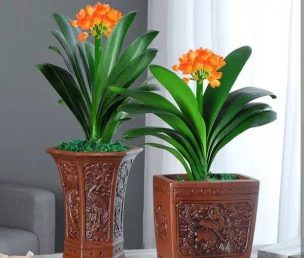 什么植物适合室内养而且好活