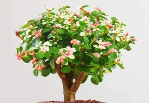 什么植物适合室内养而且好活