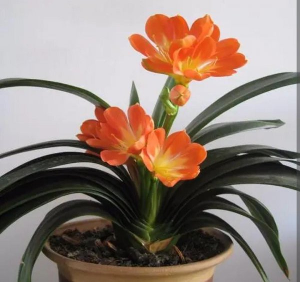 什么植物适合室内养而且好活