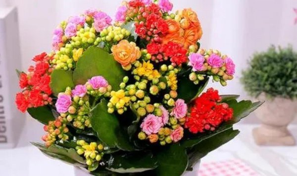 什么植物适合室内养而且好活