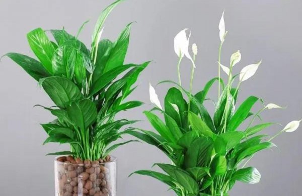 什么植物适合室内养而且好活
