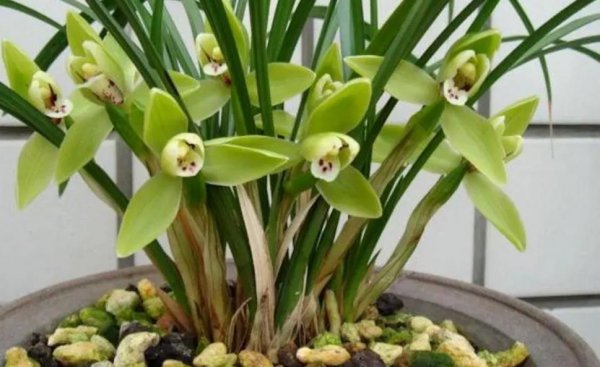 什么植物适合室内养而且好活