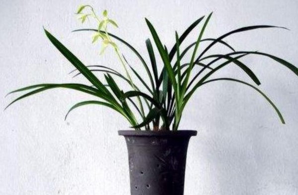 什么植物适合室内养而且好活