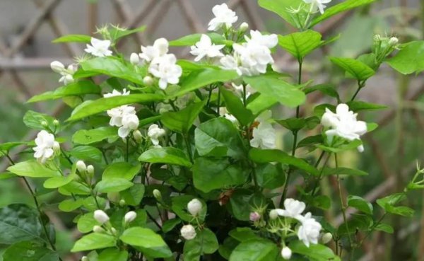 什么植物适合室内养而且好活