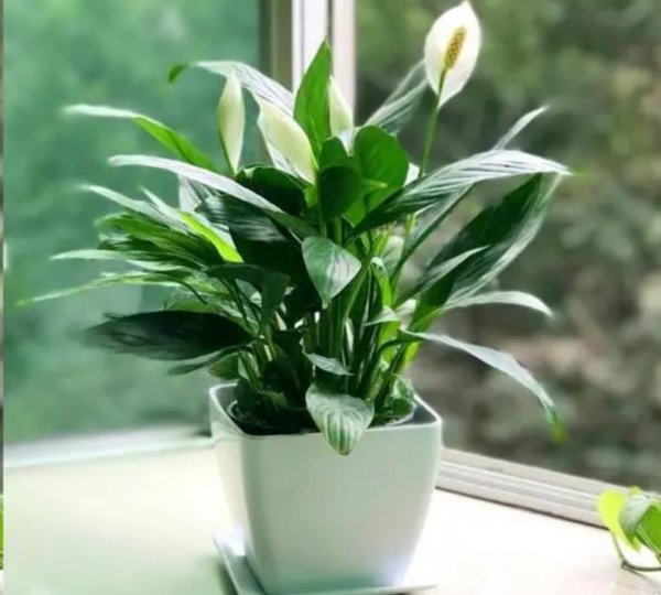 什么植物适合室内养而且好活