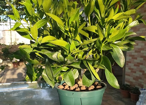 非洲茉莉怎么分盆容易成活