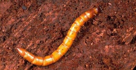 种植马铃薯如何防治虫害