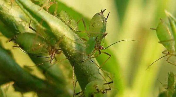 种植马铃薯如何防治虫害