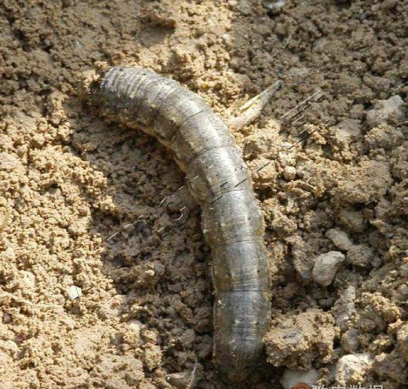 种植马铃薯如何防治虫害