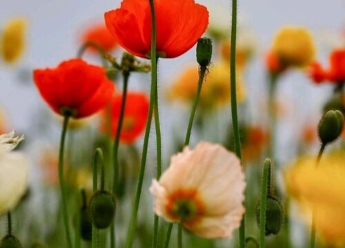 虞美人花的花语是什么寓意