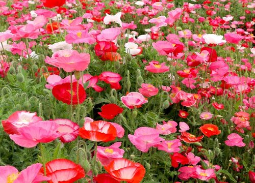 虞美人花的花语是什么寓意