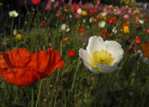 虞美人花的花语是什么寓意