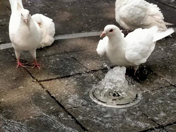 属鸡的生肖晚年幸福吗