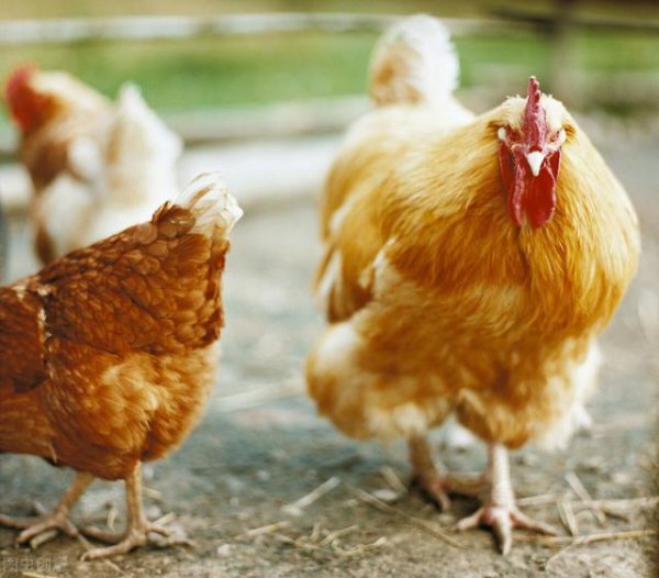 属鸡的生肖晚年幸福吗