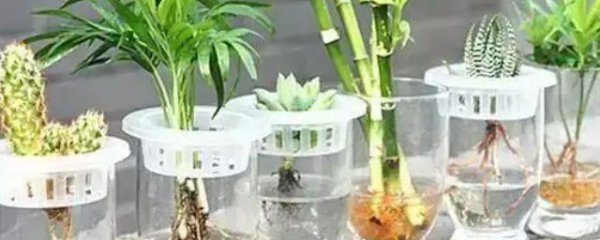 北方冬天有哪些水培花卉