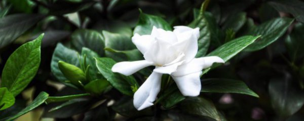 如何使枙子花保鲜