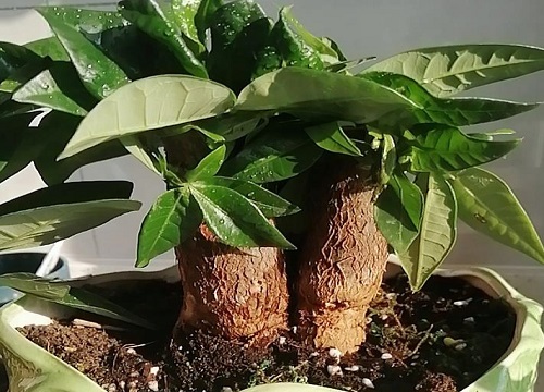 聚财树喜阴还是喜阳光的植物