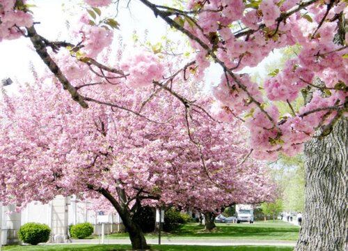 樱花树适合种在什么地方