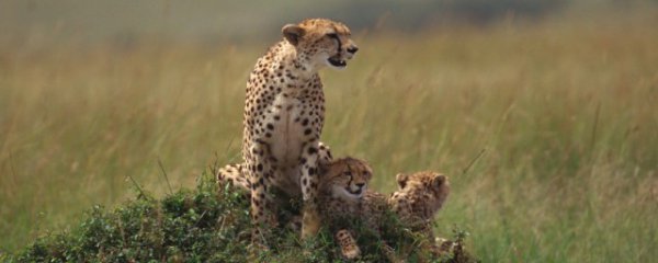 世界上最灵活的10种动物