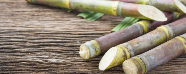 晚上吃甘蔗会胖吗