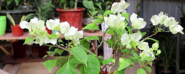 三角梅什么季节换盆好