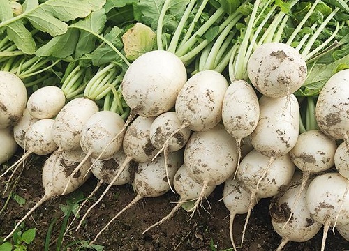 白萝卜的种植方法