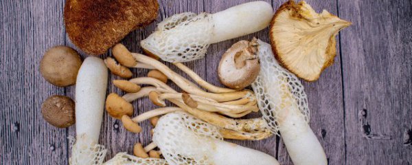 野生菌能和羊肉一起吃吗