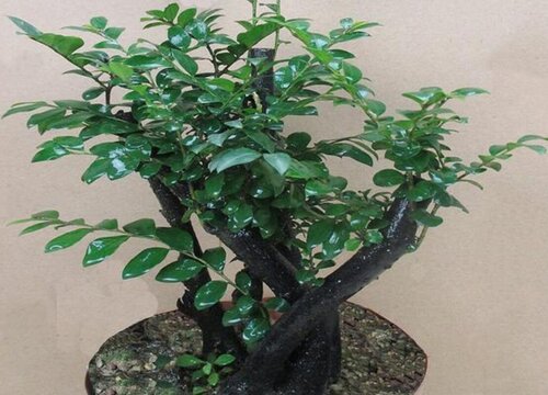 小叶紫檀冬天怎么养护