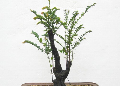 小叶紫檀冬天怎么养护