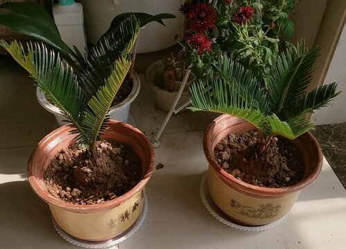 铁树用什么肥料