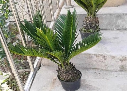 铁树用什么肥料