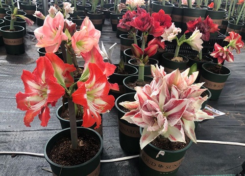 朱顶红怎么养才开花