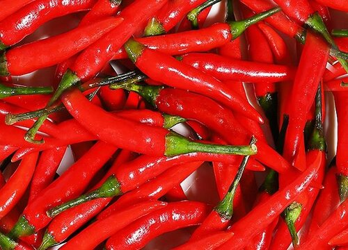 尖椒的生长周期是多长时间