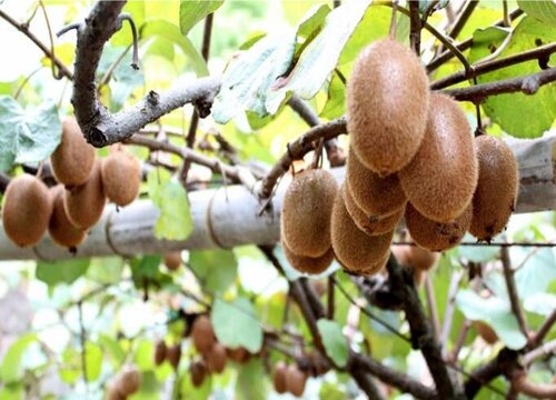 猕猴桃炭疽病的发病原因与治疗方法