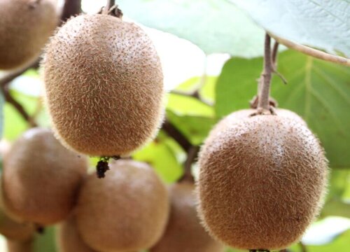 猕猴桃炭疽病的发病原因与治疗方法