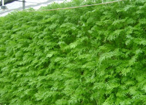 秋冬适合种什么蔬菜