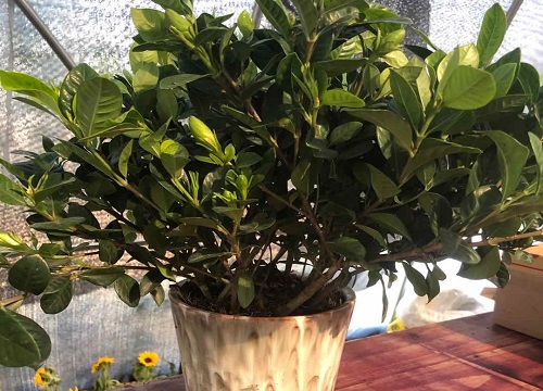 栀子花如何上盆新叶蹭蹭冒