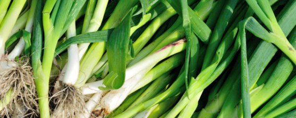 蒜苗怎样保存一年都不坏