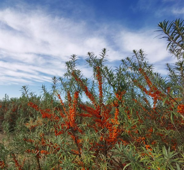 沙棘的产地哪里好