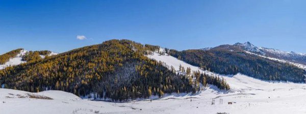 沙棘的产地哪里好