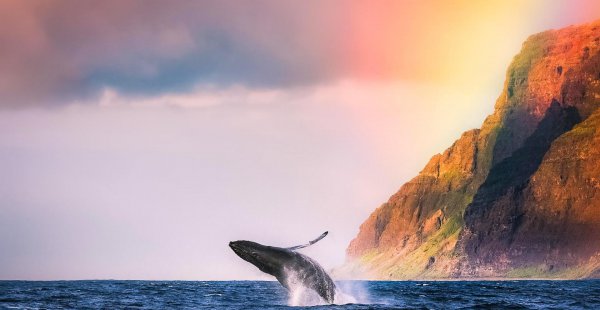 注定跟狮子座是夫妻的星座