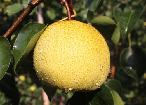 砀山梨产地在什么地方