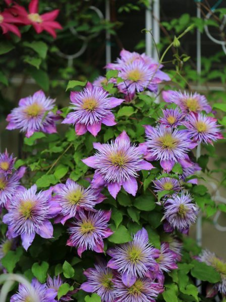 铁线莲喜阴还是喜阳光的植物