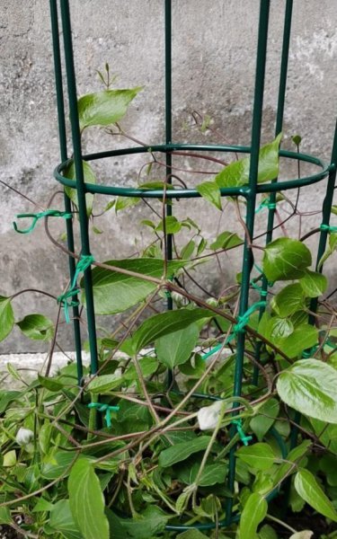 铁线莲喜阴还是喜阳光的植物