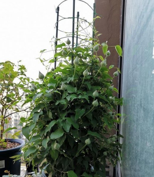 铁线莲喜阴还是喜阳光的植物