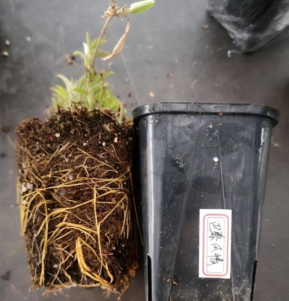 铁线莲喜阴还是喜阳光的植物