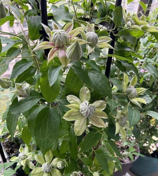 铁线莲喜阴还是喜阳光的植物