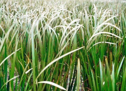 石菖蒲和水菖蒲的区别