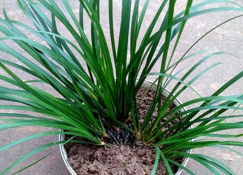 石菖蒲和水菖蒲的区别