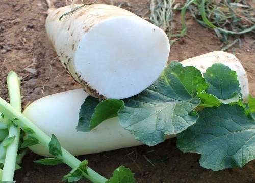 萝卜怎么保存时间长还新鲜